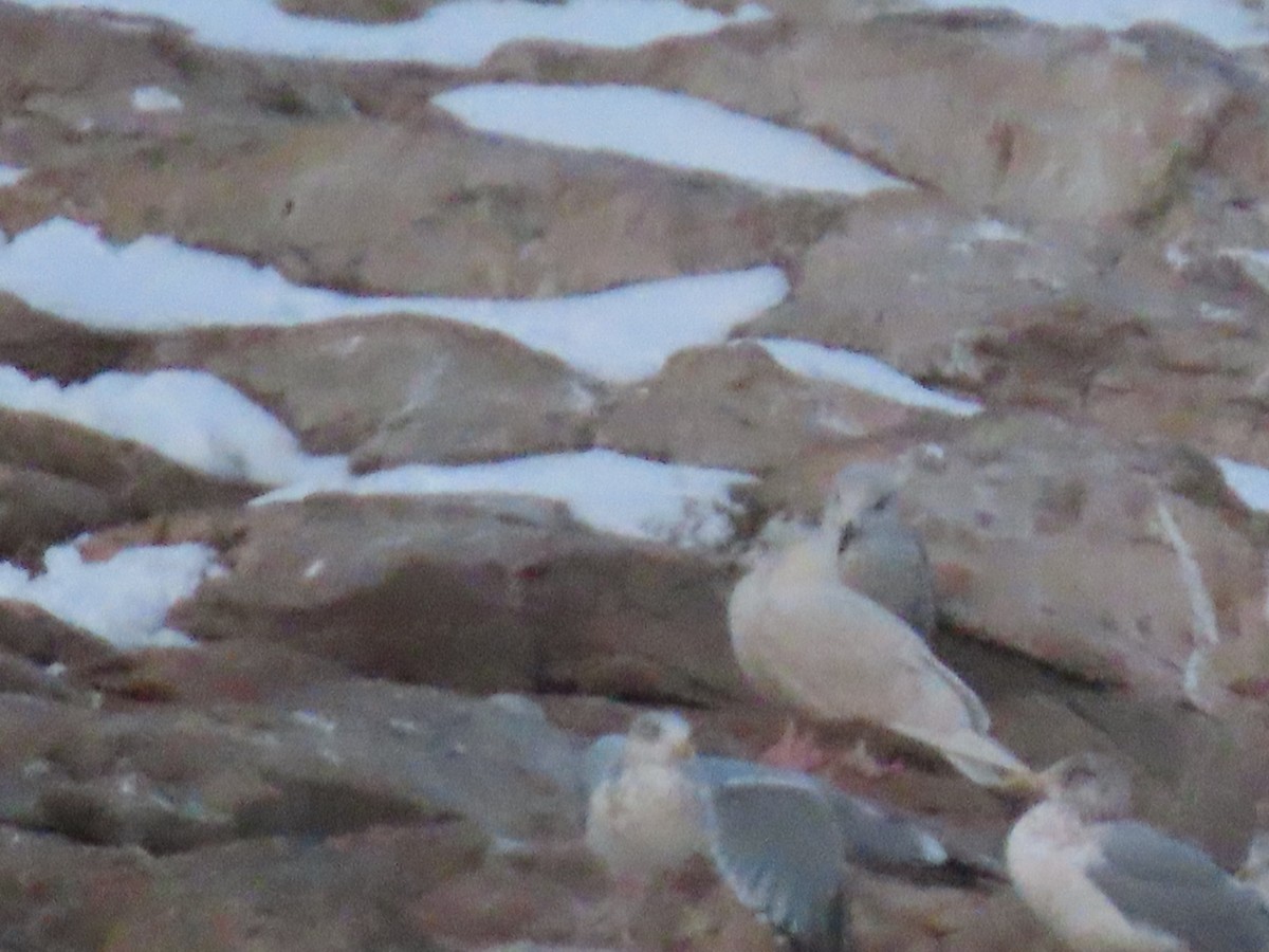 Glaucous Gull - ML647728216