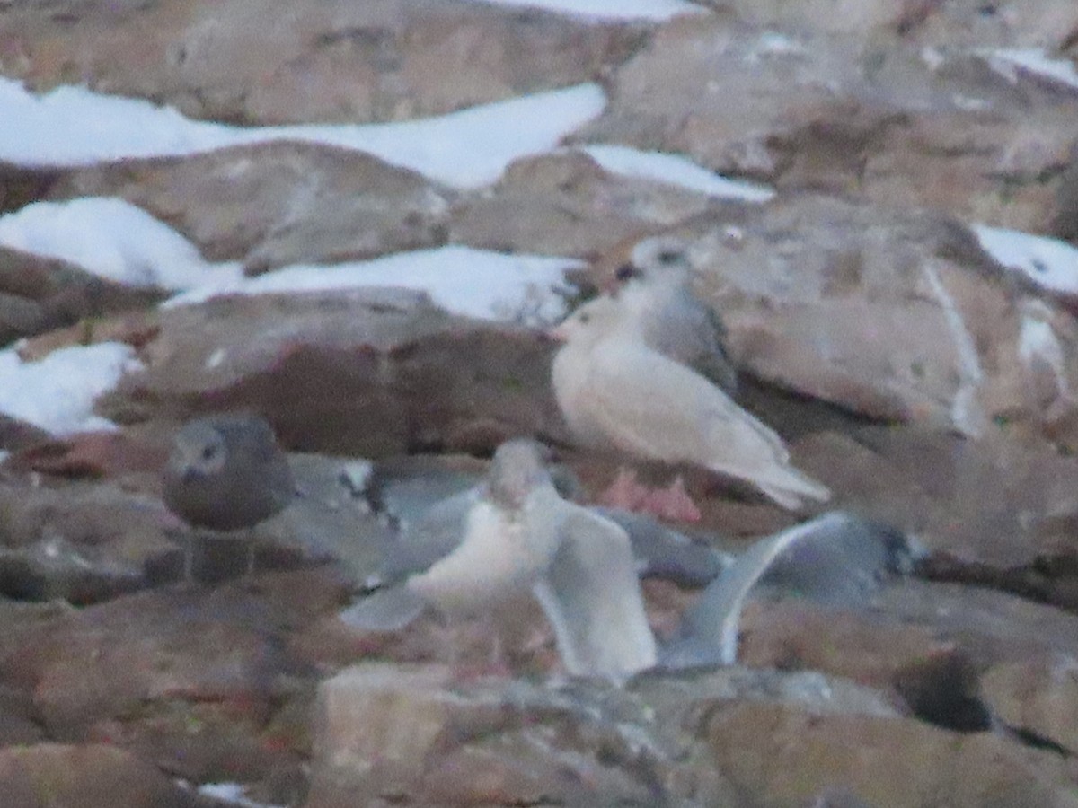 Glaucous Gull - ML647728217