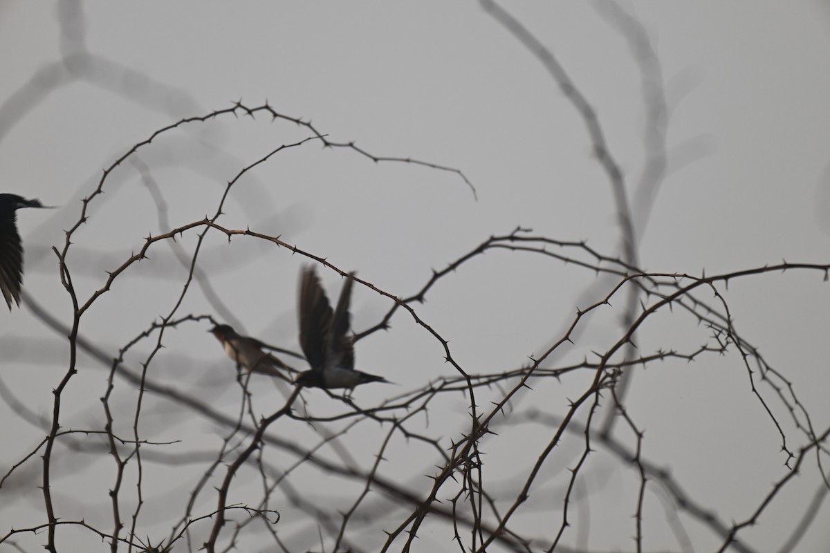 Ластівка сільська - ML647728260