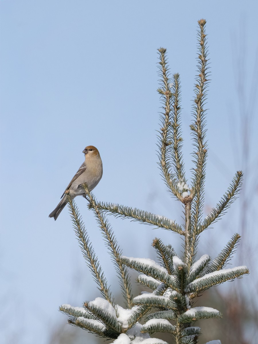 Pinu-gailupa - ML647728268