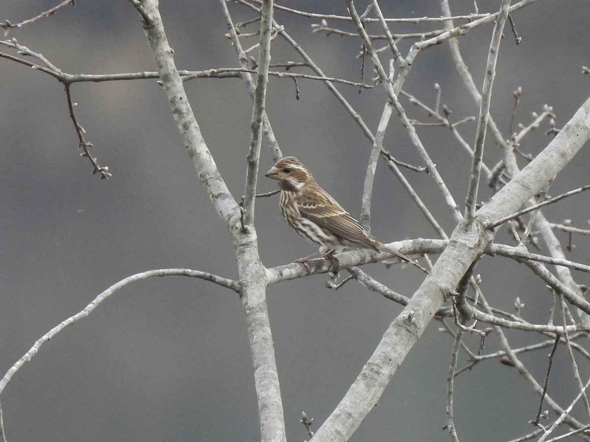 Purple Finch - ML647728280