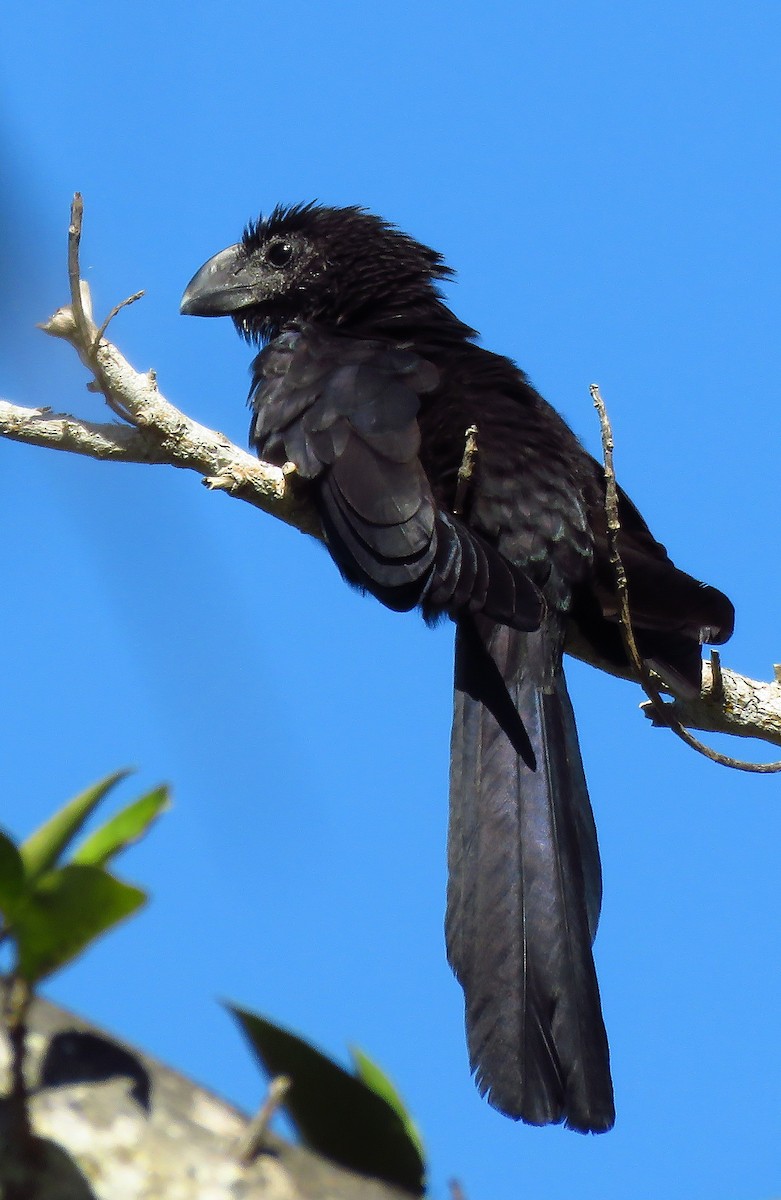 glattnebbani - ML647728294