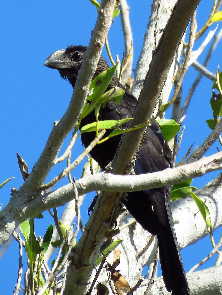 glattnebbani - ML647728295