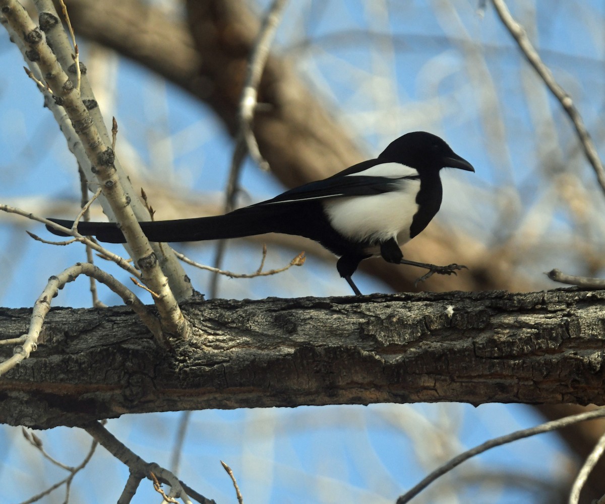 Сорока канадська - ML647728296