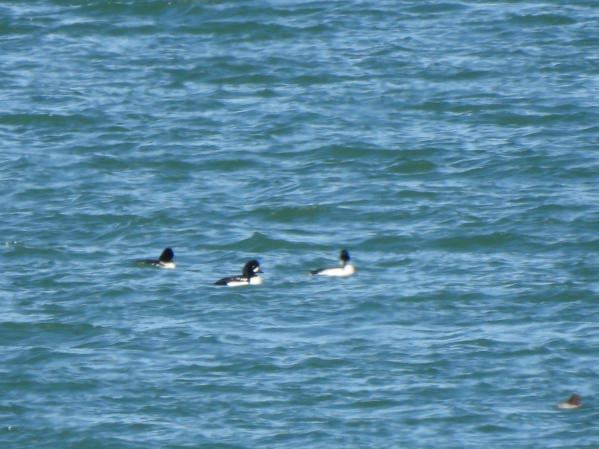 キタホオジロガモ - ML647728307