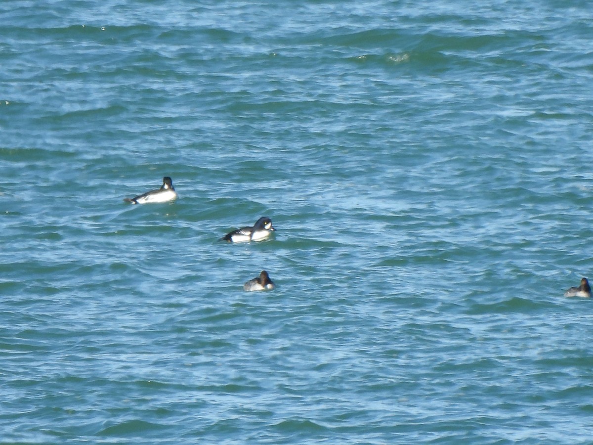 キタホオジロガモ - ML647728308