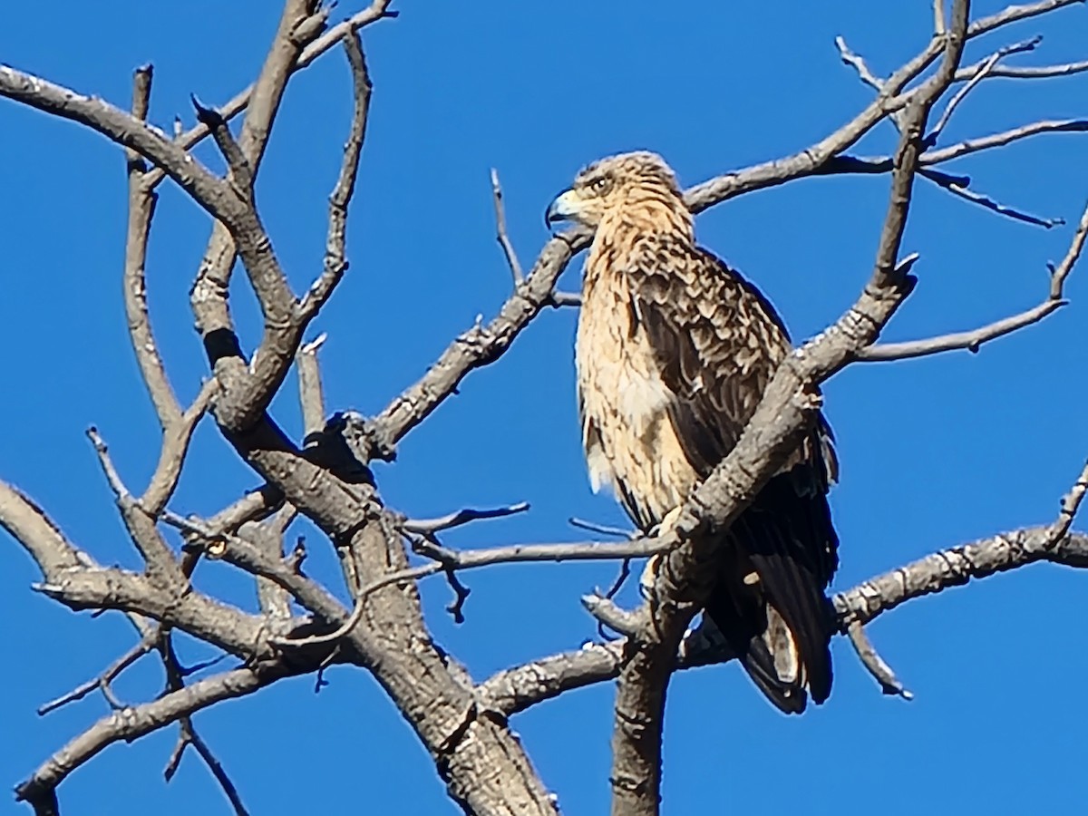 Tawny Eagle - ML647728331