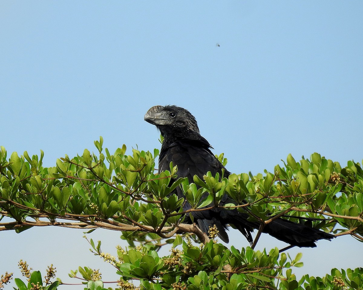 glattnebbani - ML647728333