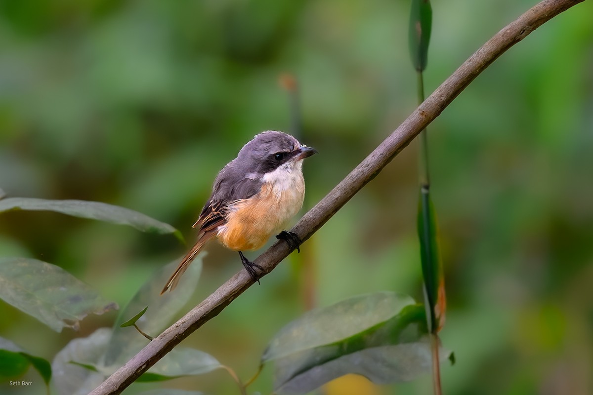 Gray-backed Shrike - ML647728335