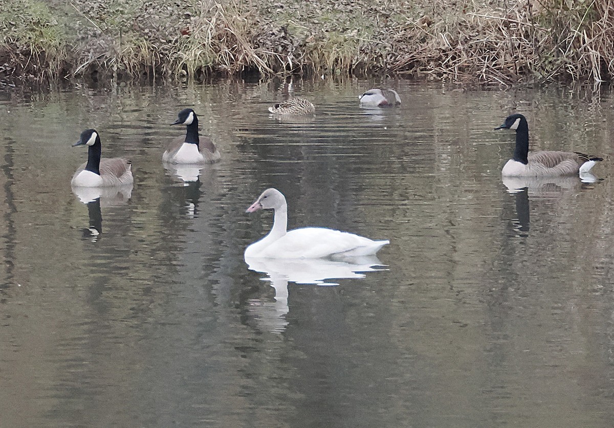 Tundra Swan - ML647728356