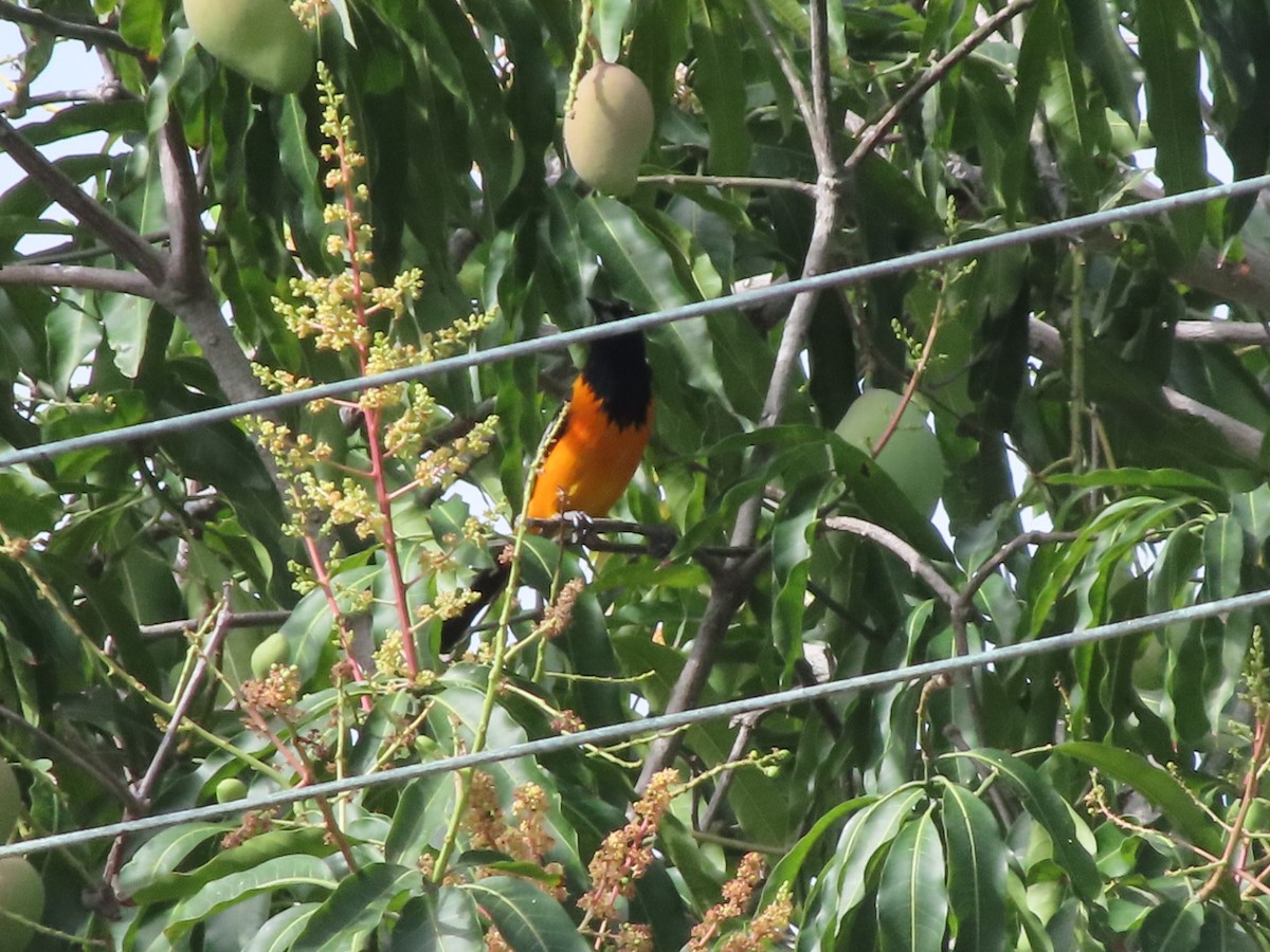 Venezuelan Troupial - ML647728369