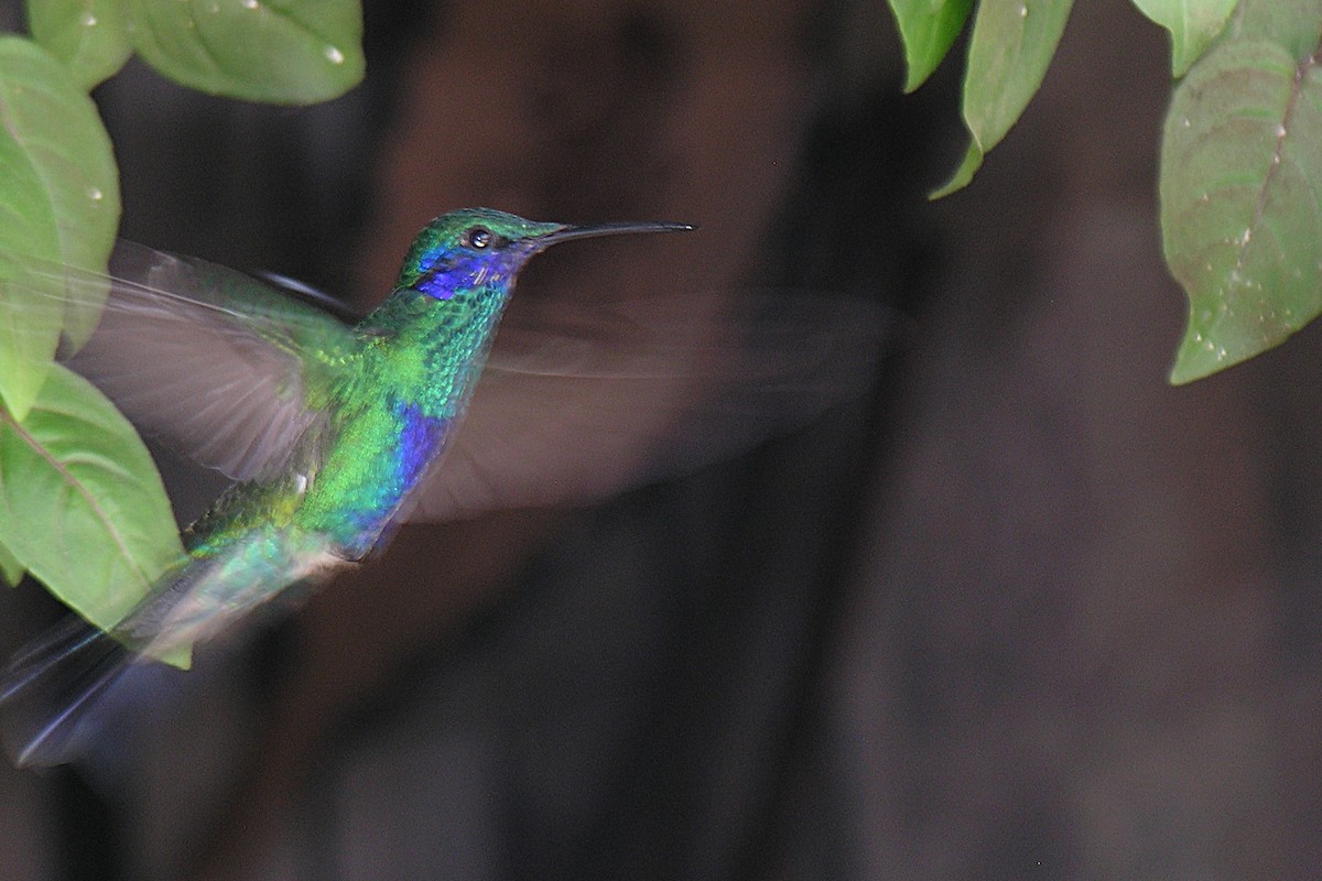 Колібрі синьочеревий - ML647728383