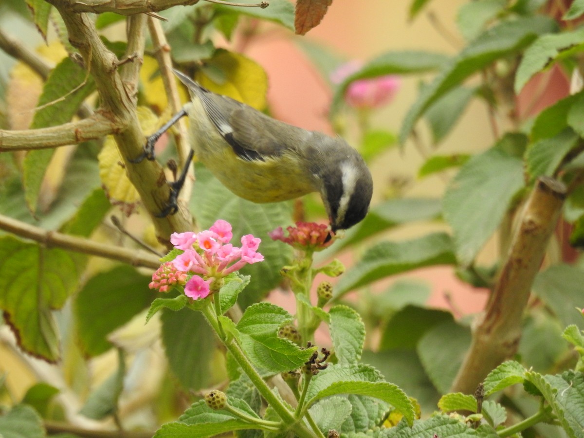 Bananaquit - ML647728391