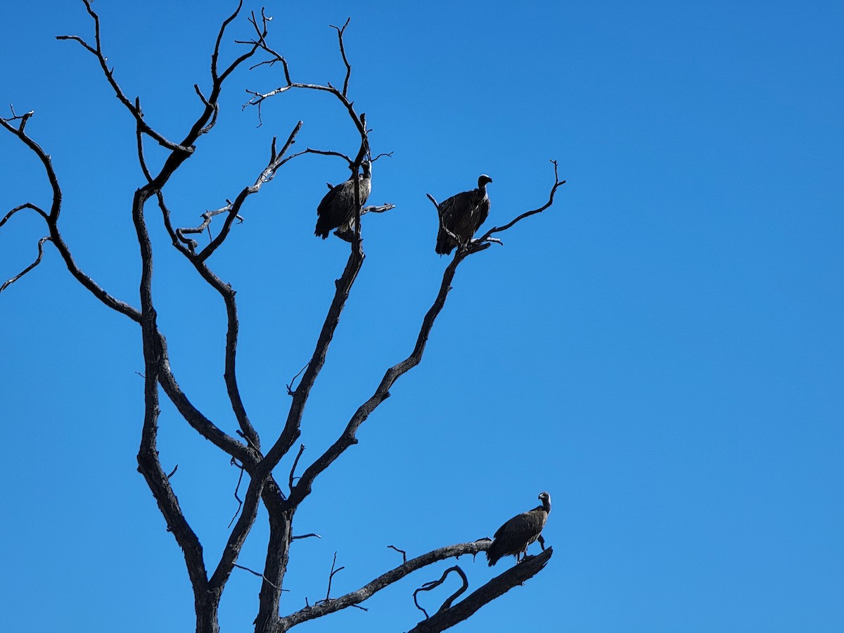 Ak Sırtlı Akbaba - ML647728429