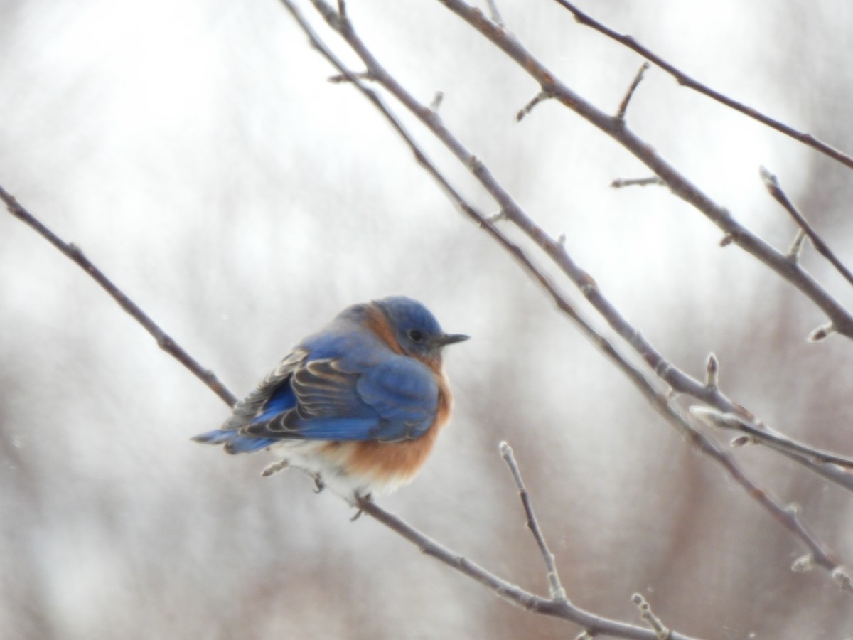 Azulejo Oriental - ML647728447