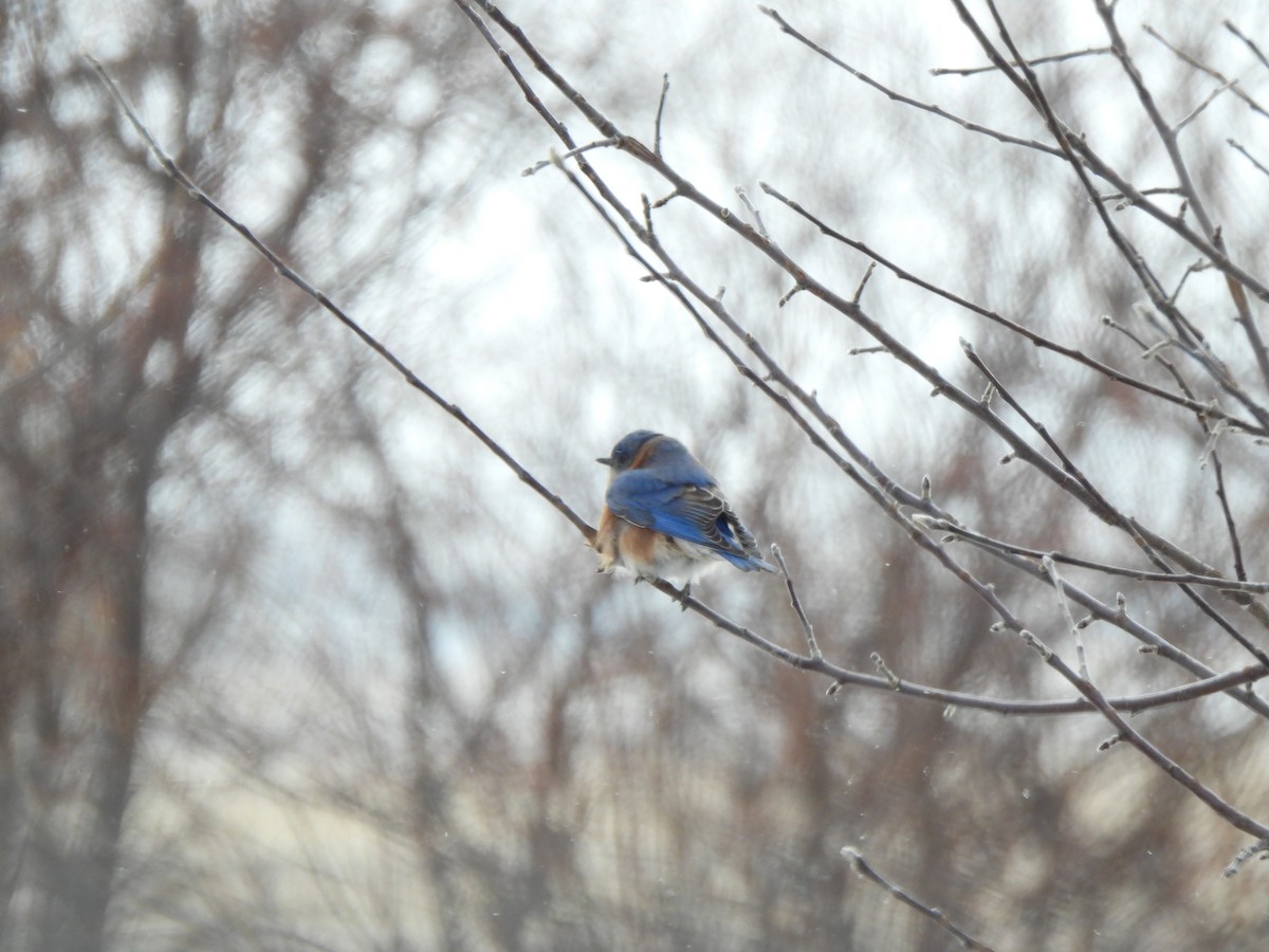 Azulejo Oriental - ML647728448