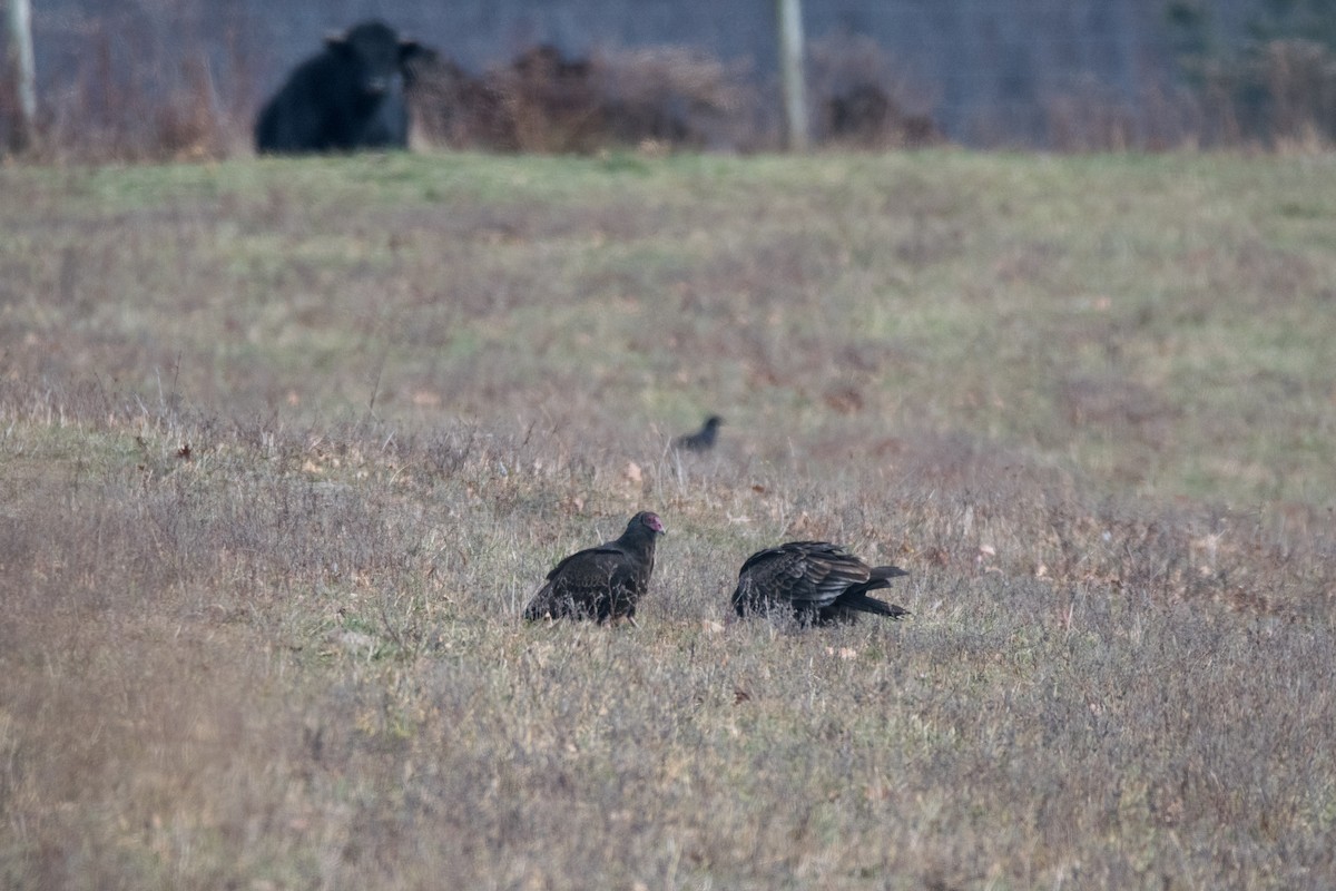 kondor krocanovitý - ML647728523