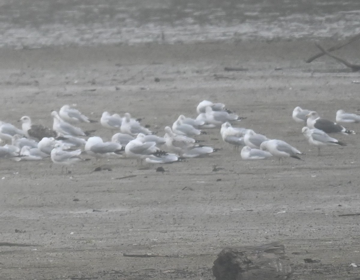 Gaviota Sombría - ML647728580