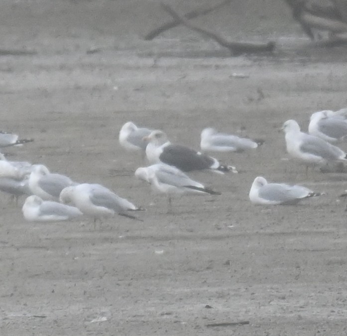 Gaviota Sombría - ML647728581