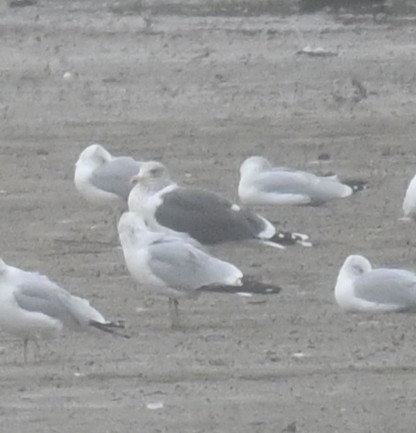 Gaviota Sombría - ML647728582