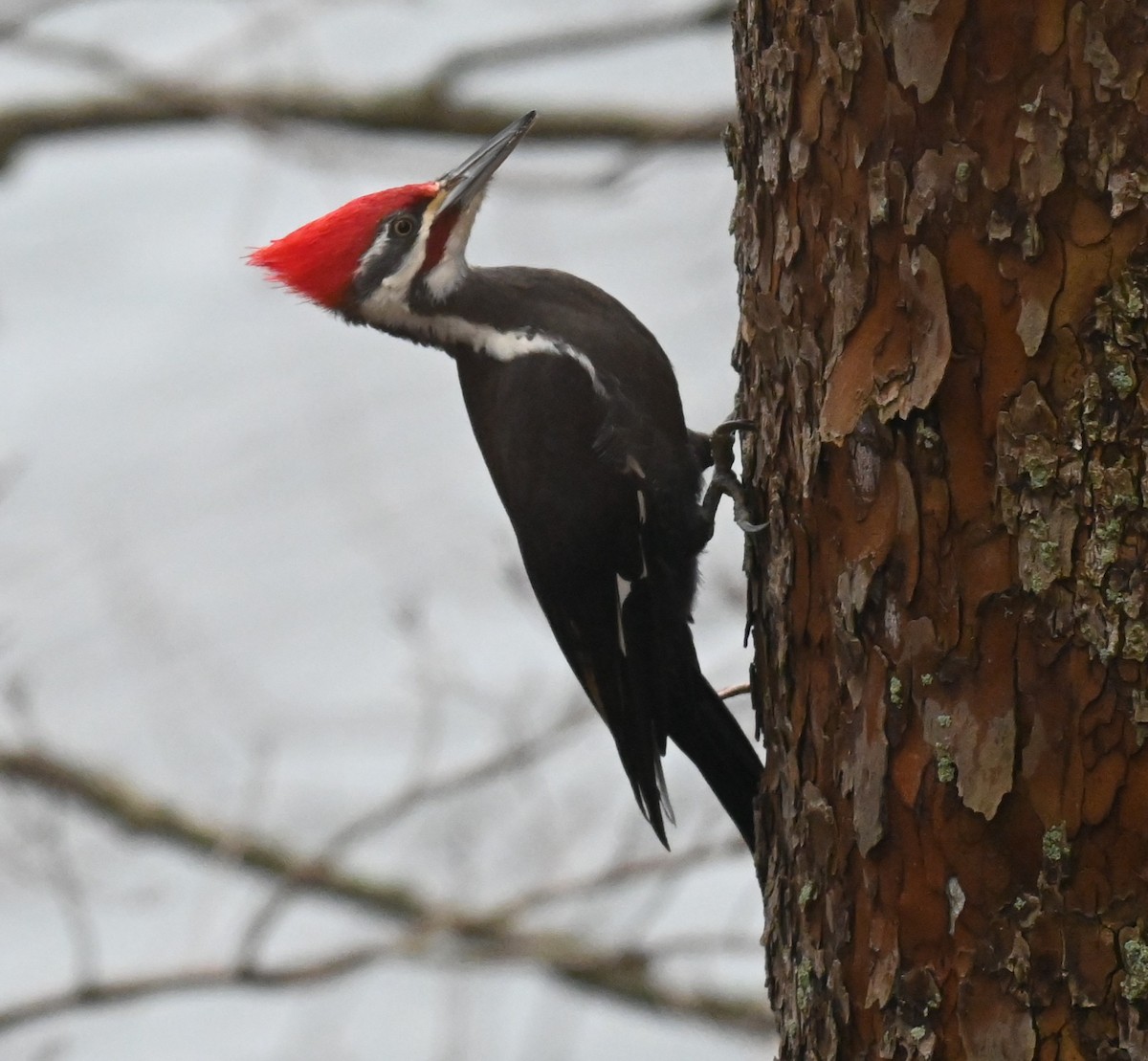 datel chocholatý - ML647728595