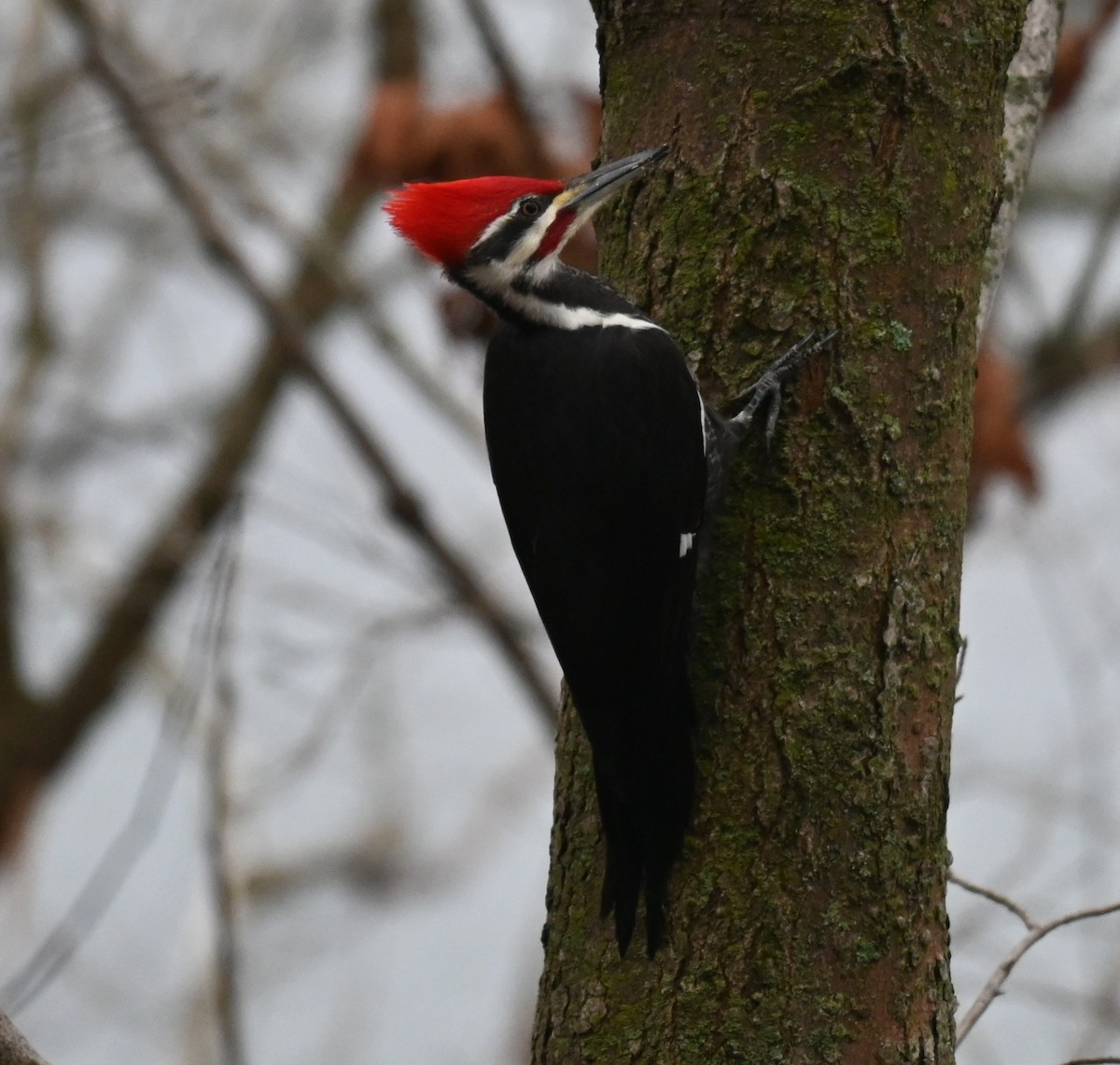 datel chocholatý - ML647728596