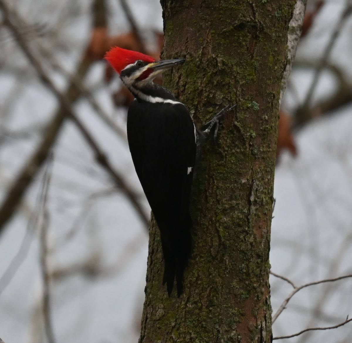 datel chocholatý - ML647728598