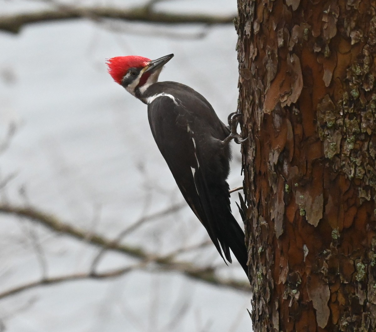 datel chocholatý - ML647728599