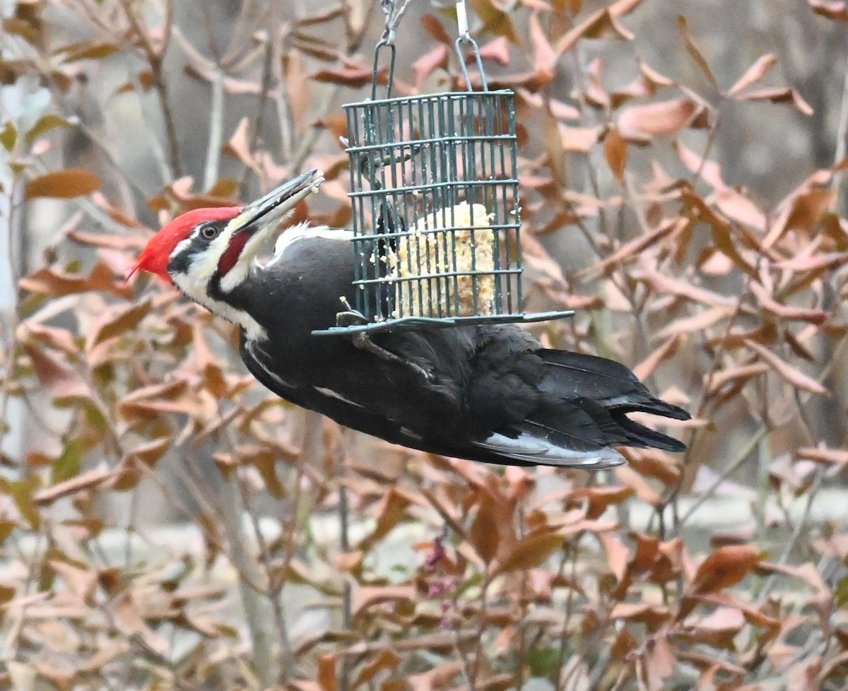 datel chocholatý - ML647728600