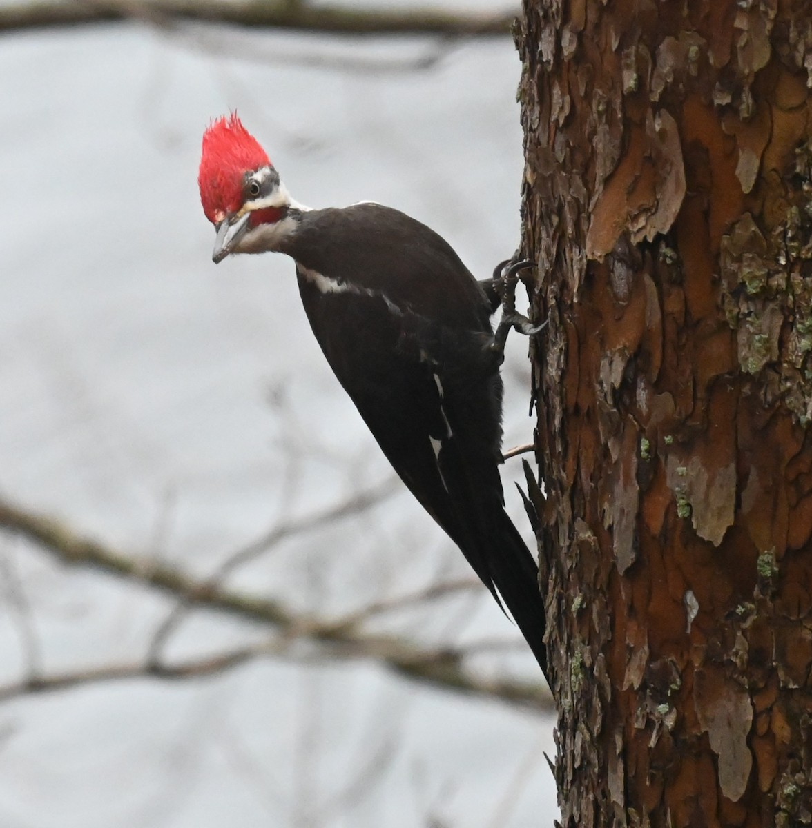 datel chocholatý - ML647728601