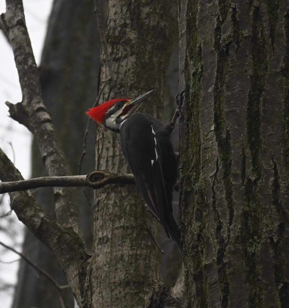 datel chocholatý - ML647728602