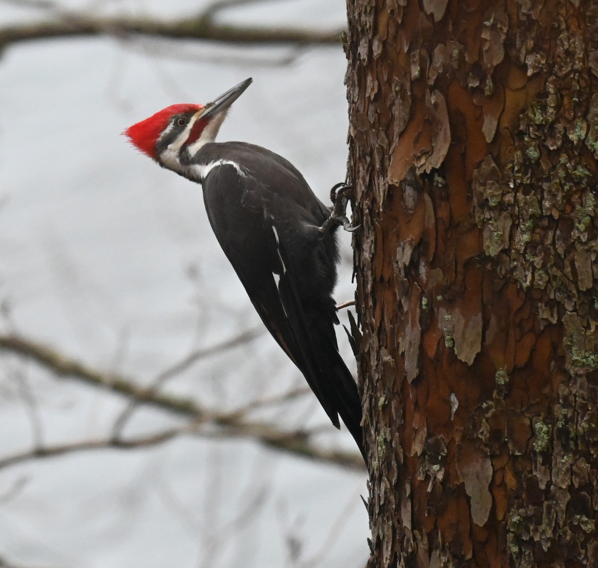 datel chocholatý - ML647728603