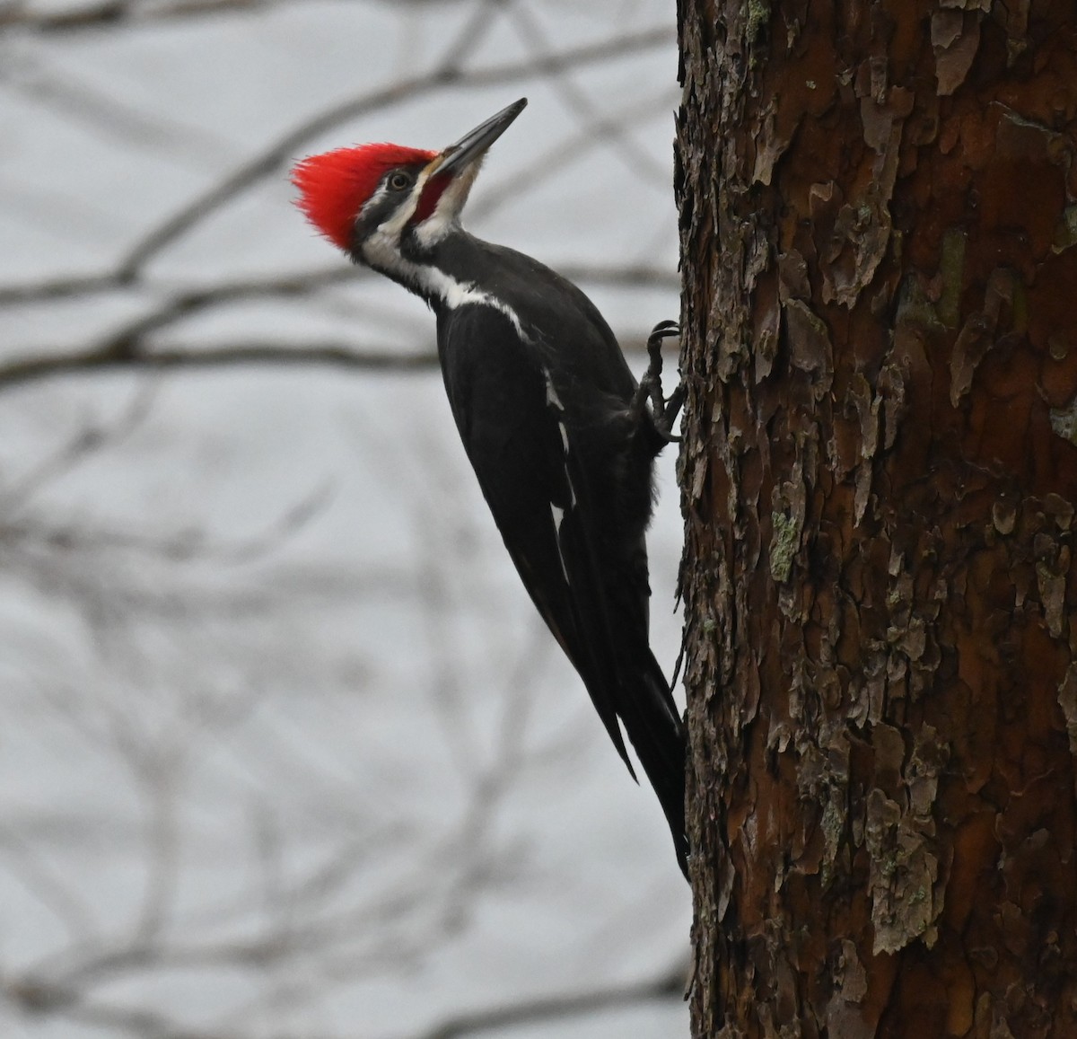 datel chocholatý - ML647728604