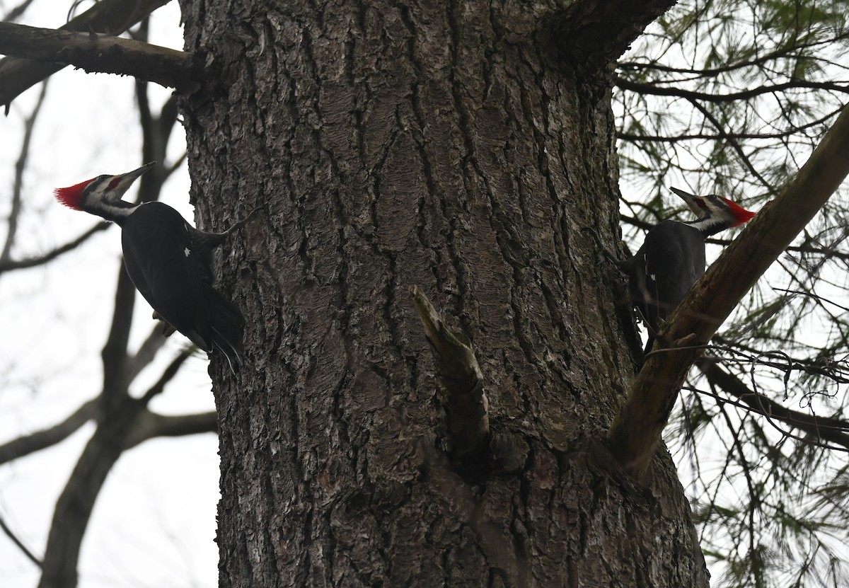 datel chocholatý - ML647728605