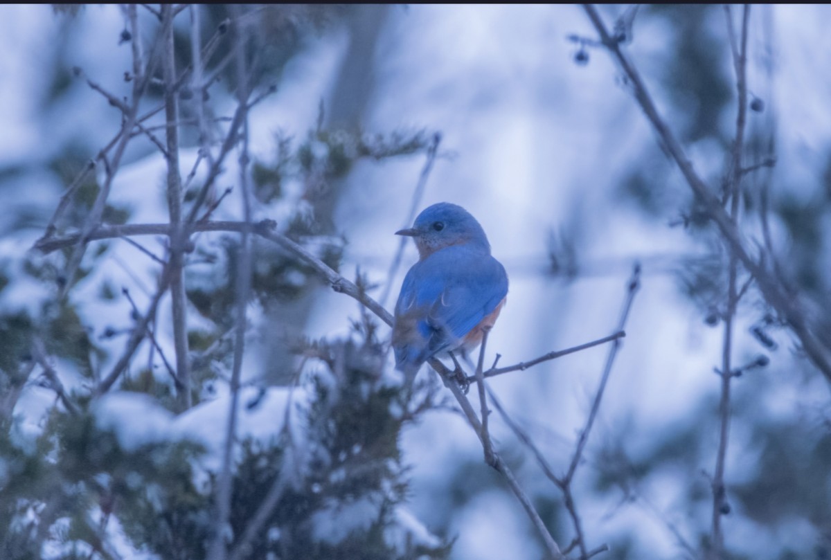Azulejo Oriental - ML647728629