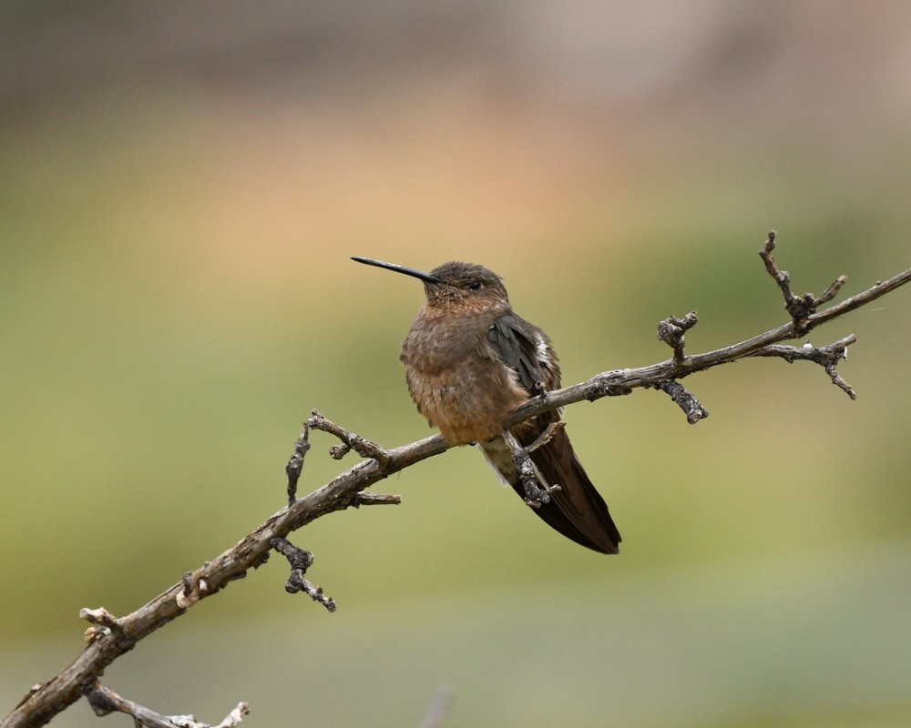 kjempekolibri - ML647728637