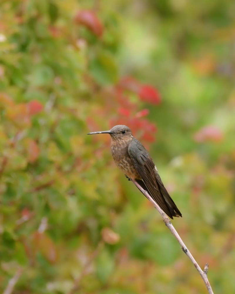 kjempekolibri - ML647728638