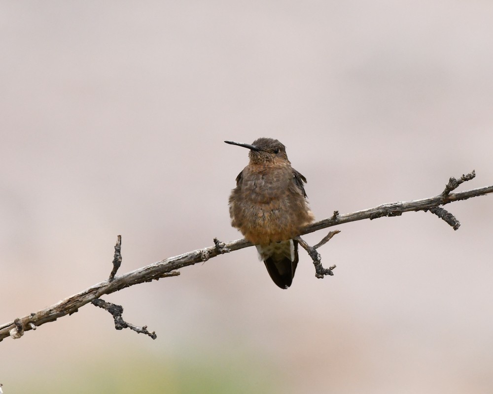 kjempekolibri - ML647728639