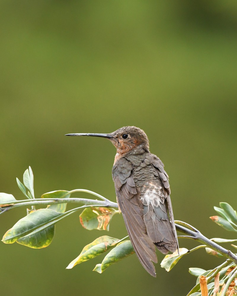 kjempekolibri - ML647728640