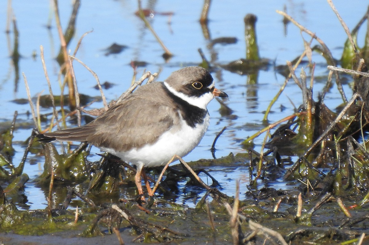 Semipalmated Plover - ML647728665