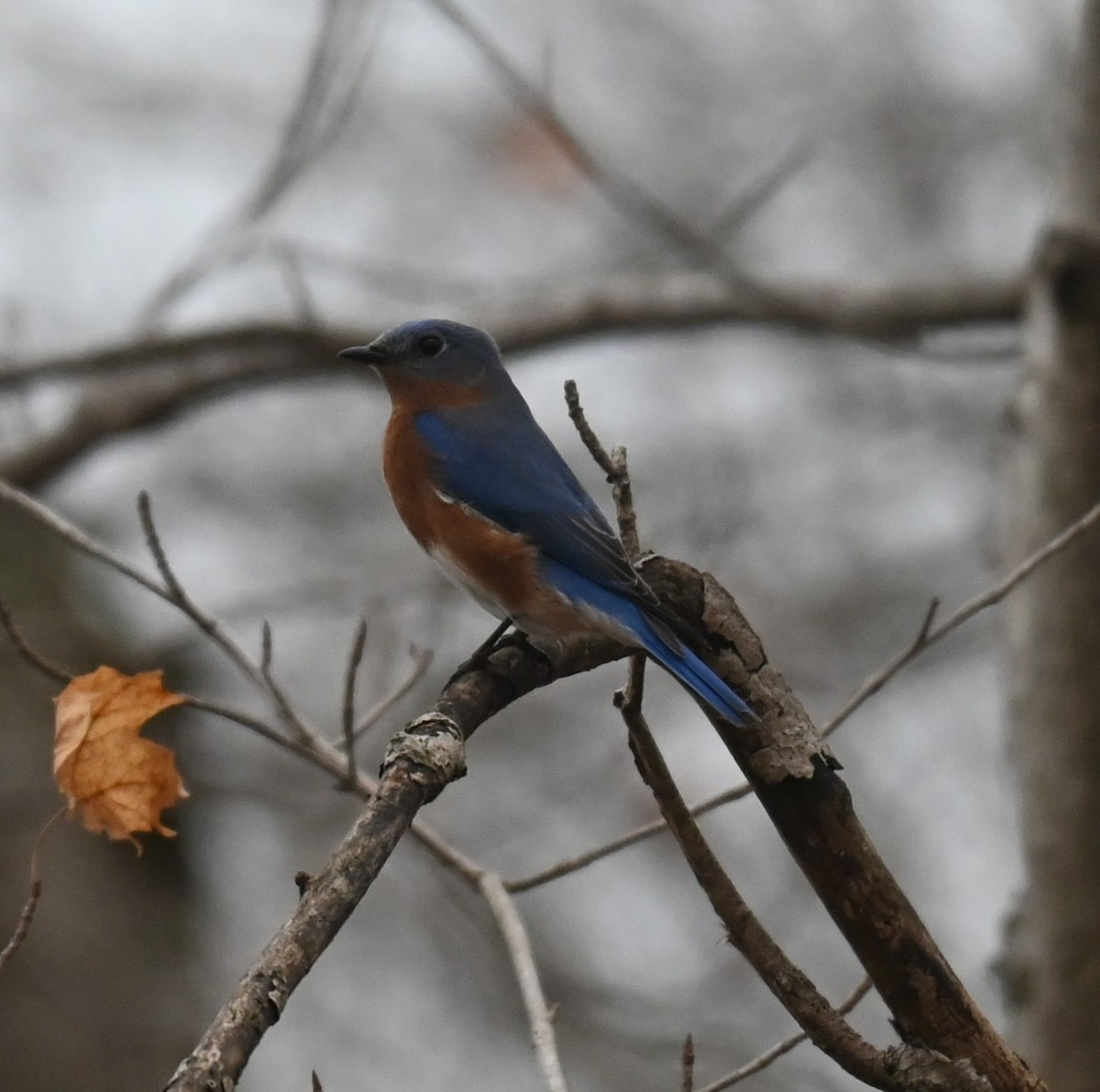 Azulejo Oriental - ML647728666