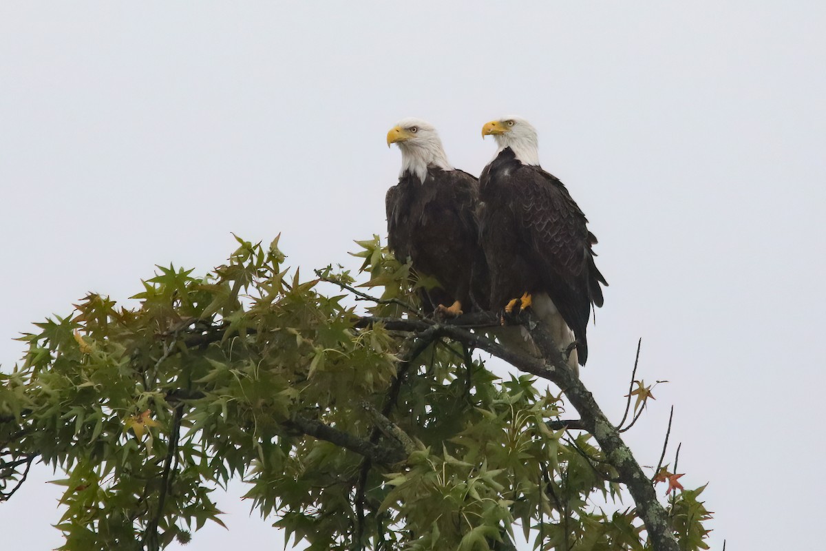 Weißkopf-Seeadler - ML647728671