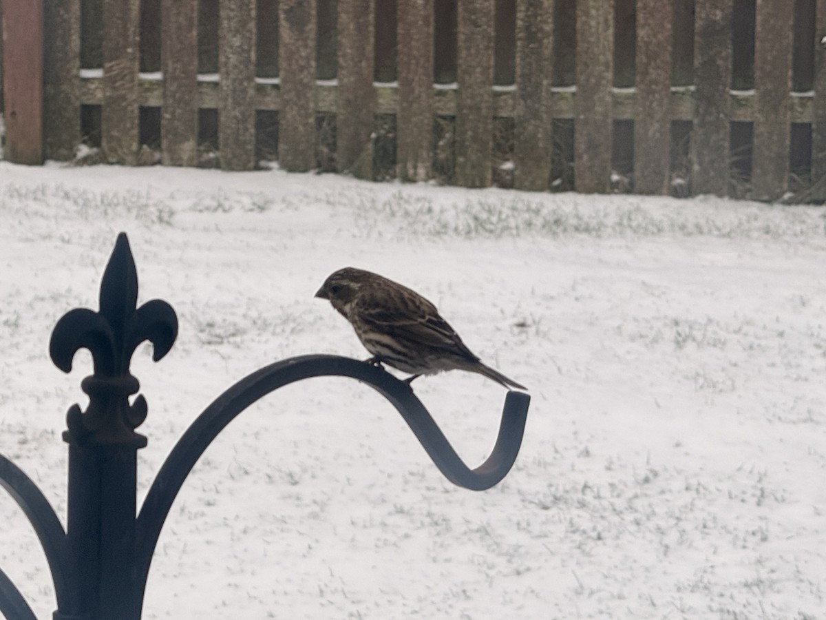 Purple Finch (Eastern) - ML647728675