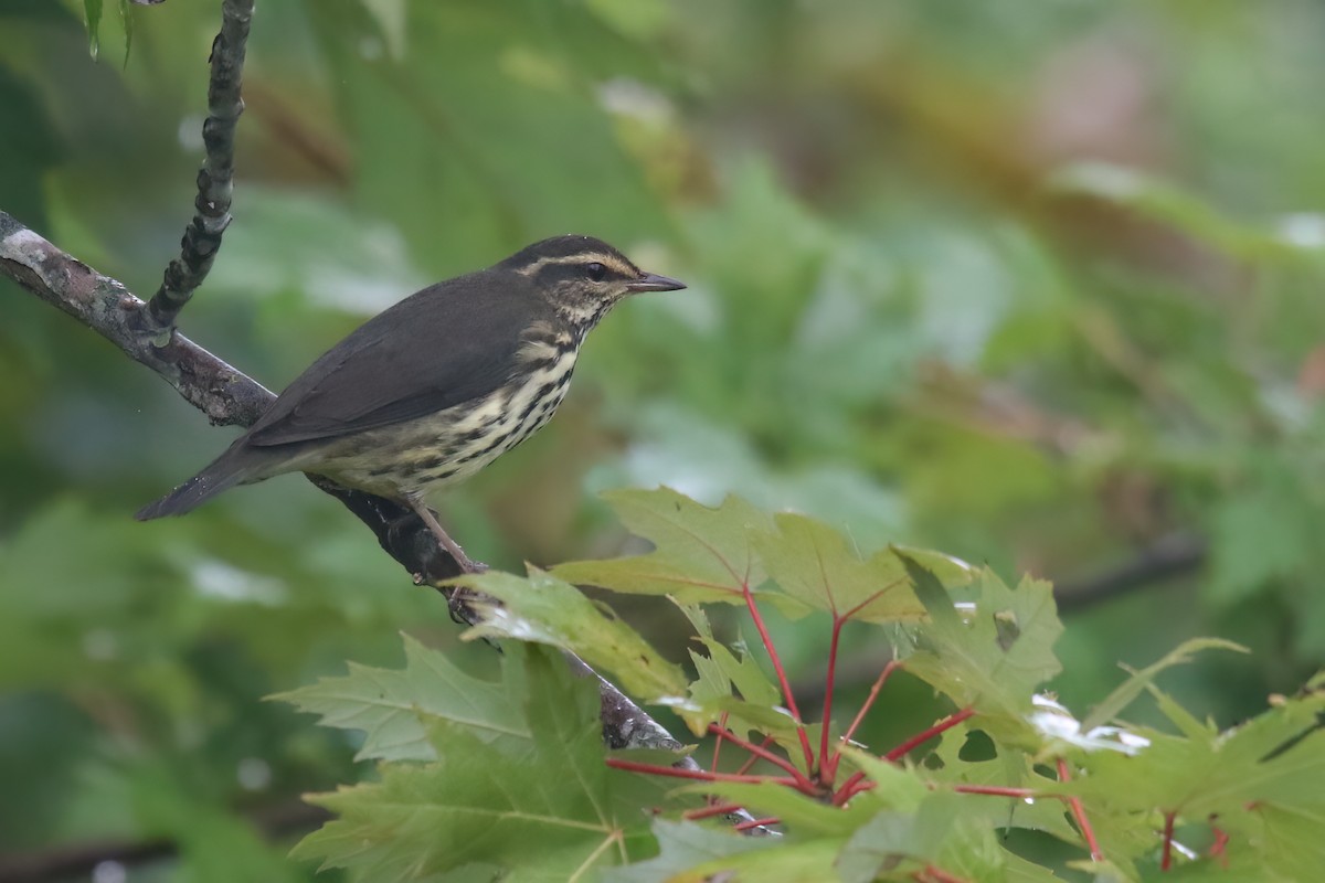 Drosselwaldsänger - ML647728685