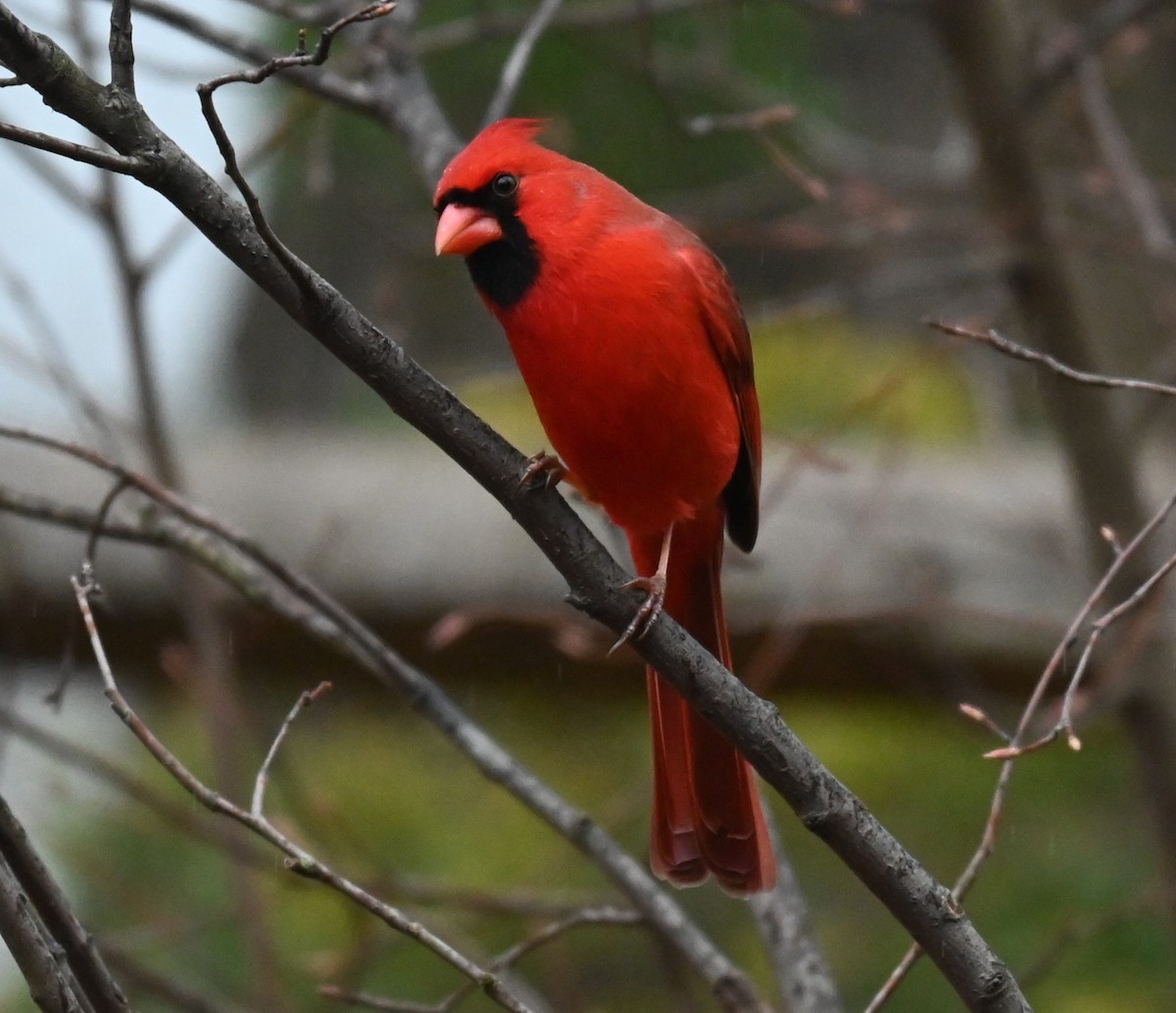 Northern Cardinal - ML647728690