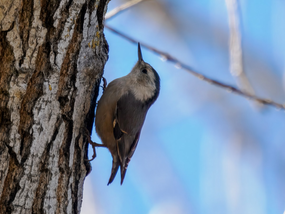 Sittelle à poitrine blanche - ML647728705