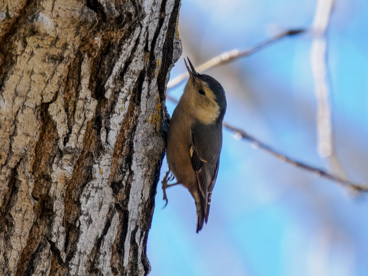 Sittelle à poitrine blanche - ML647728706