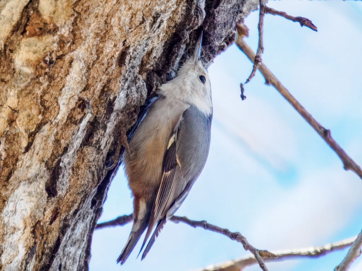 Sittelle à poitrine blanche - ML647728707