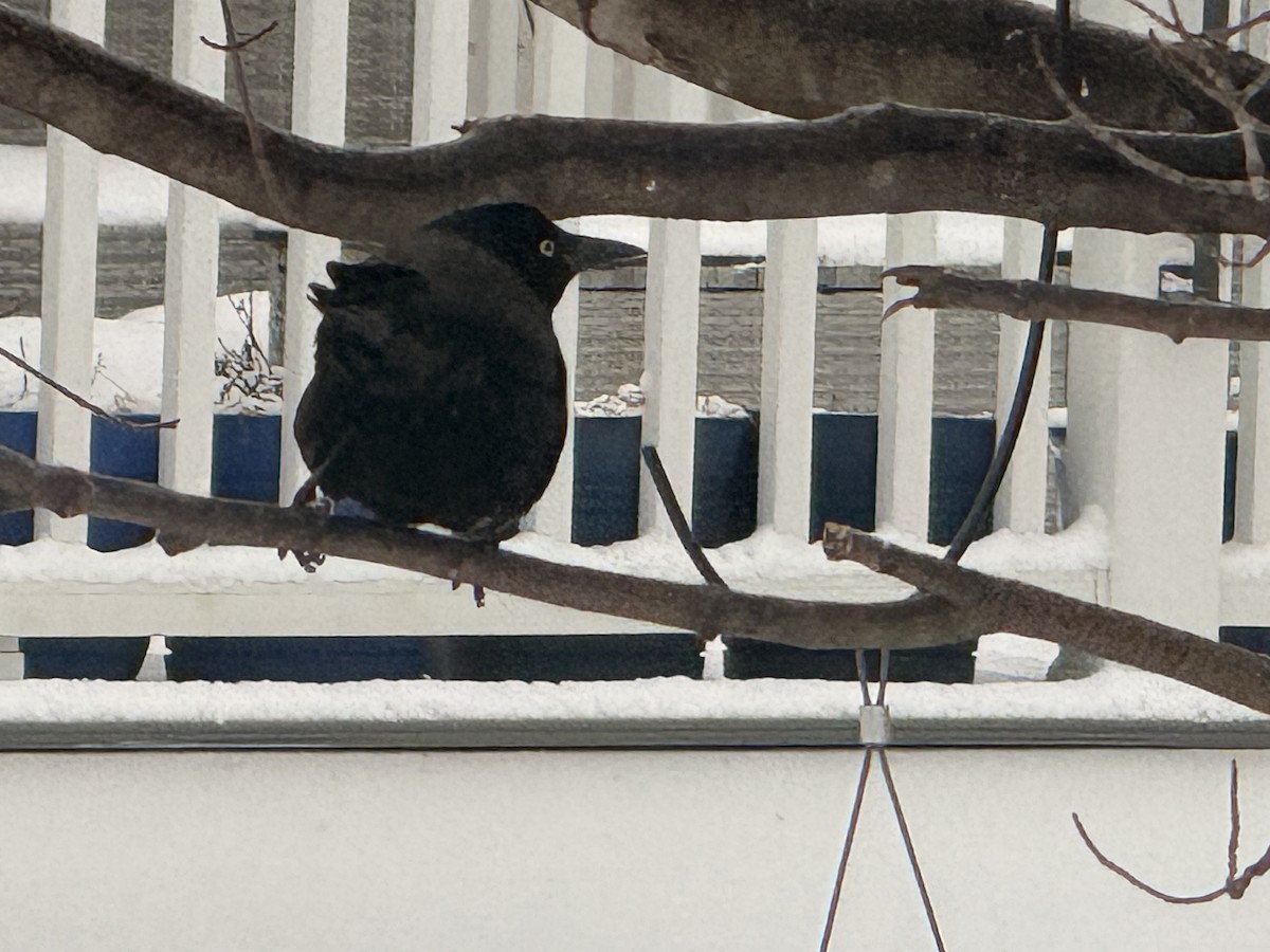 Common Grackle - ML647728713