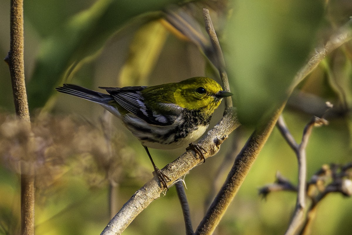 Black-throated Green Warbler - ML647728727